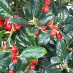 Ilex aquifolium 'J.C Van Tol'