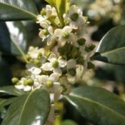 Ilex aquifolium 'J.C Van Tol'