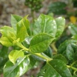 Ilex aquifolium 'J.C Van Tol'