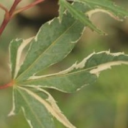 Acer palmatum 'Taylor'