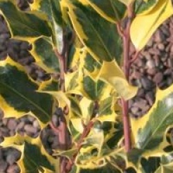 Ilex aquifolium 'Madame Briot' - Houx Madame Briot