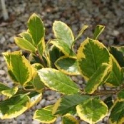 Ilex aquifolium 'Madame Briot'