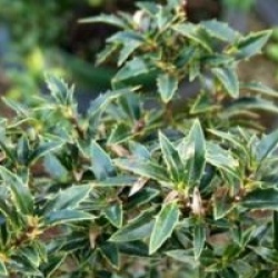 Ilex aquifolium 'Myrtifolia'