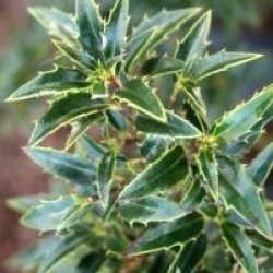 Ilex aquifolium 'Myrtifolia' - Houx � feuilles de myrte
