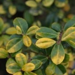 Ilex crenata 'Golden Gem'