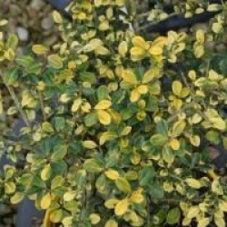 Ilex crenata 'Golden Gem'