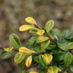 Ilex crenata 'Golden Gem'