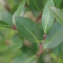 Ilex vomitoria 'Will Fleming'