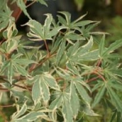 Acer palmatum 'Taylor'