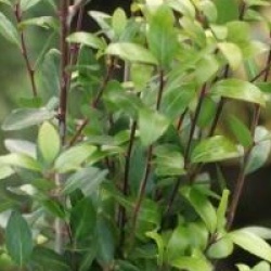 Ilex vomitoria 'Will Fleming'