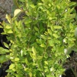 Ilex vomitoria 'Will Fleming'