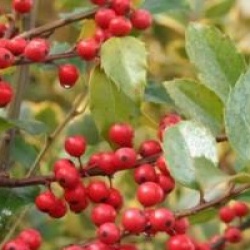 Ilex x meserveae 'Blue Maid' - Houx Blue Maid