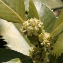 Ilex x koehneana 'Castaneifolia'