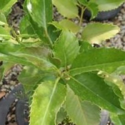 Ilex x koehneana 'Castaneifolia'