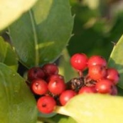 Ilex x koehneana 'Castaneifolia' - Houx � feuilles de ch�taignier