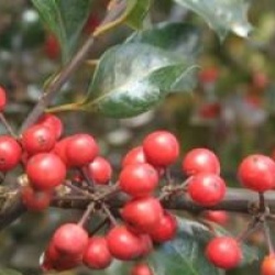 Ilex x meserveae Blue Angel