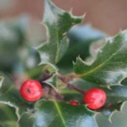 Ilex x meserveae Blue Angel