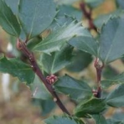 Ilex x meserveae Blue Prince - Houx Blue Prince