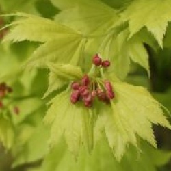 Acer shirasawanum 'Aureum'