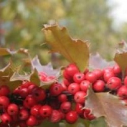 Ilex x meserveae Blue Princess