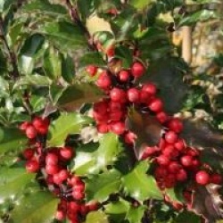 Ilex x meserveae Blue Princess