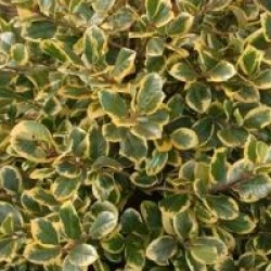 Ilex altaclerensis 'Golden King'