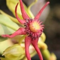 Illicium floridanum