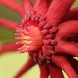Illicium floridanum