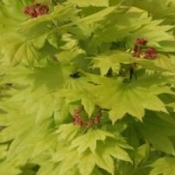 Acer shirasawanum 'Aureum'