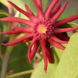 Illicium floridanum