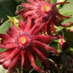 Illicium floridanum