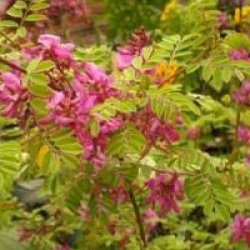 Indigofera dosua 