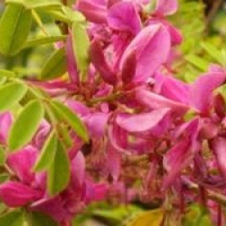 Indigofera dosua 