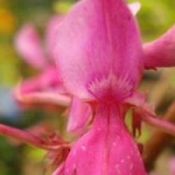 Indigofera dosua 
