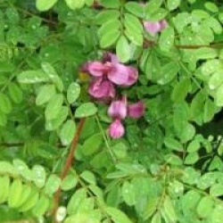 Indigofera heterantha - Indigotier gerardiana