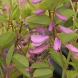 Indigofera kirilowii