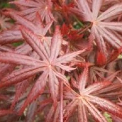 Acer palmatum 'Trompenburg' - �rable du Japon Trompenburg