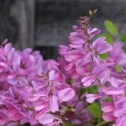 Indigofera kirilowii