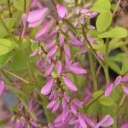 Indigofera kirilowii