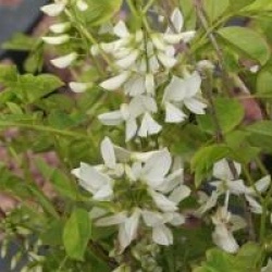 Indigotier de Chine � fleurs blanches