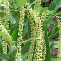 Itea ilicifolia