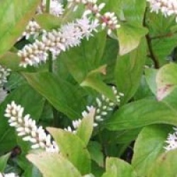 Itea virginica 'Little Henry'