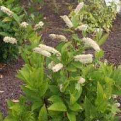 Itea virginica 'Little Henry'