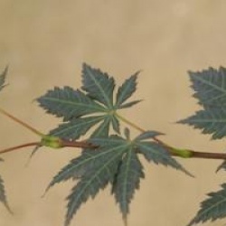 Acer palmatum 'Trompenburg'