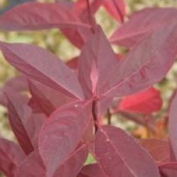 Itea virginica 'Little Henry'