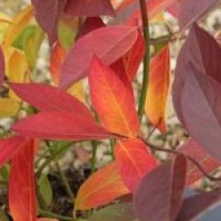 Itea virginica 'Little Henry'