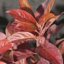 Itea virginica 'Little Henry'