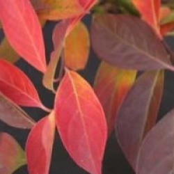 Itea virginica 'Little Henry'