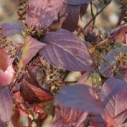 Itea virginica 'Little Henry'