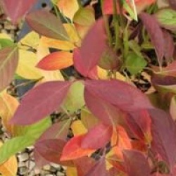 Itea virginica 'Little Henry'